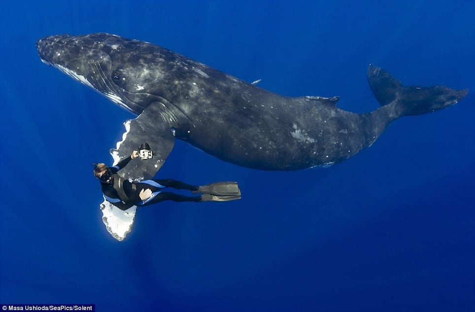 Diver shaking "hands" with a humpback whale.