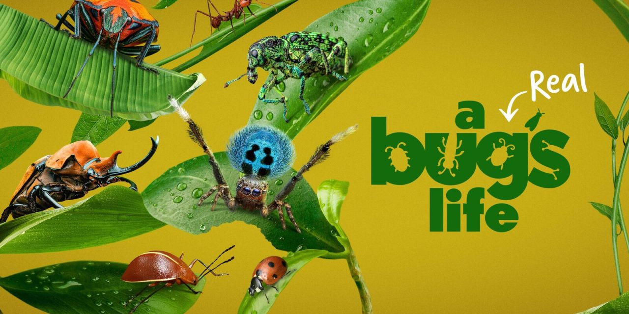 National Geographic Renews ‘A Real Bug’s Life’ For Season 2