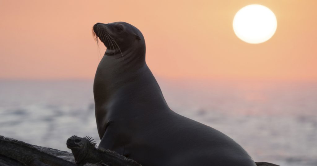 Sea Lions of the Galapagos star Joe!